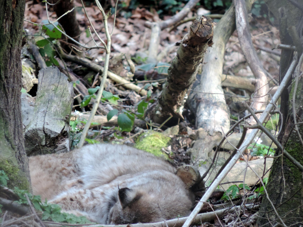 DSCN4553.JPG