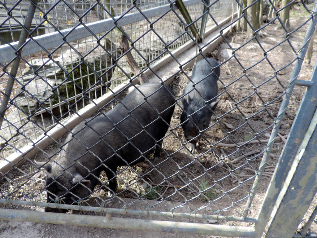 DSCN4563.JPG