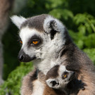 Nachwuchs bei den Kattas im Wiener Tiergarten Schönbrunn