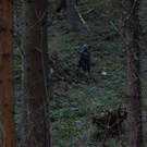 Jagd 2014 015.JPG