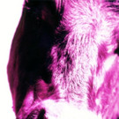 06 _c_ BAEUML Kuh  Alu 50x75.JPG