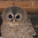 K__uzchen KN__PFER.JPG