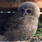 K__uzchen2 KN__PFER.JPG