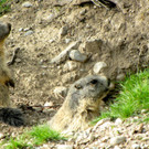 KOE_Wildparkspende Suitner 3.jpg