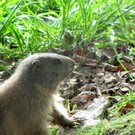 KOE_Wildparkspende Suitner 4.jpg