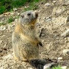 KOE_Wildparkspende Suitner 6.jpg