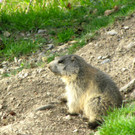 KOE_Wildparkspende Suitner 7.jpg