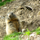 KOE_Wildparkspende Suitner 8.jpg