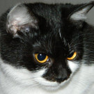 Kitty: Kleines zutrauliches Katzenmädchen möchte Zuhause