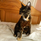 Lash: Liebe Katzenmama wünscht sich ein richtiges Daheim