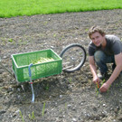 Schneewittchenspargel in Brunnenfeld