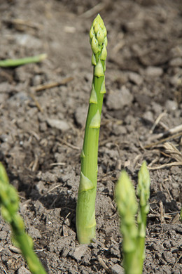 bea_Schneewittchenspargel_Brunnenfeld _1 von 28_.jpg