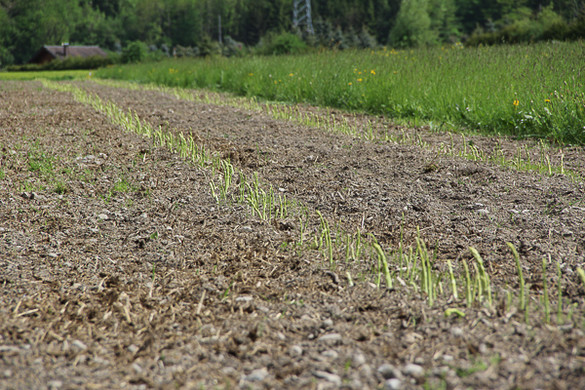 bea_Schneewittchenspargel_Brunnenfeld _4 von 28_.jpg