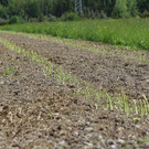 bea_Schneewittchenspargel_Brunnenfeld _4 von 28_.jpg