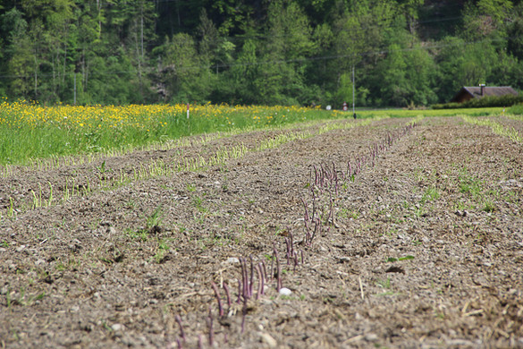 bea_Schneewittchenspargel_Brunnenfeld _5 von 28_.jpg