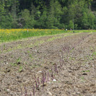 bea_Schneewittchenspargel_Brunnenfeld _5 von 28_.jpg
