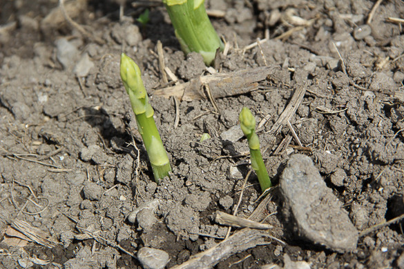 bea_Schneewittchenspargel_Brunnenfeld _7 von 28_.jpg