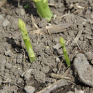 bea_Schneewittchenspargel_Brunnenfeld _7 von 28_.jpg