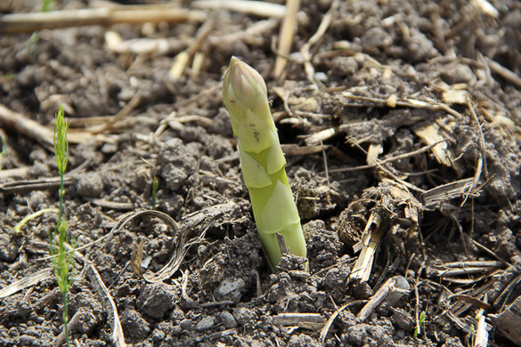 bea_Schneewittchenspargel_Brunnenfeld _8 von 28_.jpg