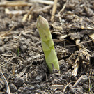 bea_Schneewittchenspargel_Brunnenfeld _8 von 28_.jpg