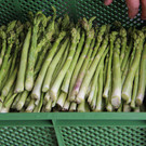 bea_Schneewittchenspargel_Brunnenfeld _10 von 28_.jpg