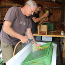 bea_Schneewittchenspargel_Brunnenfeld _12 von 28_.jpg