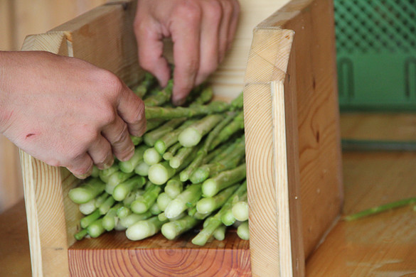 bea_Schneewittchenspargel_Brunnenfeld _20 von 28_.jpg