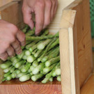 bea_Schneewittchenspargel_Brunnenfeld _20 von 28_.jpg