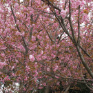 IMG_0997.JPG