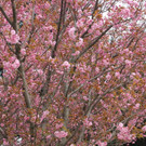 IMG_0998.JPG
