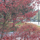 IMG_0942.JPG