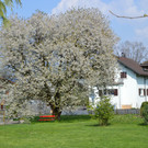Blühendes Lustenau