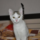 Mira: Verspielte kleine Katze hofft auf einen guten Platz