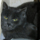 Nora: Rasse-Mix-Katze sucht schönen Platz mit geduldigen Menschen