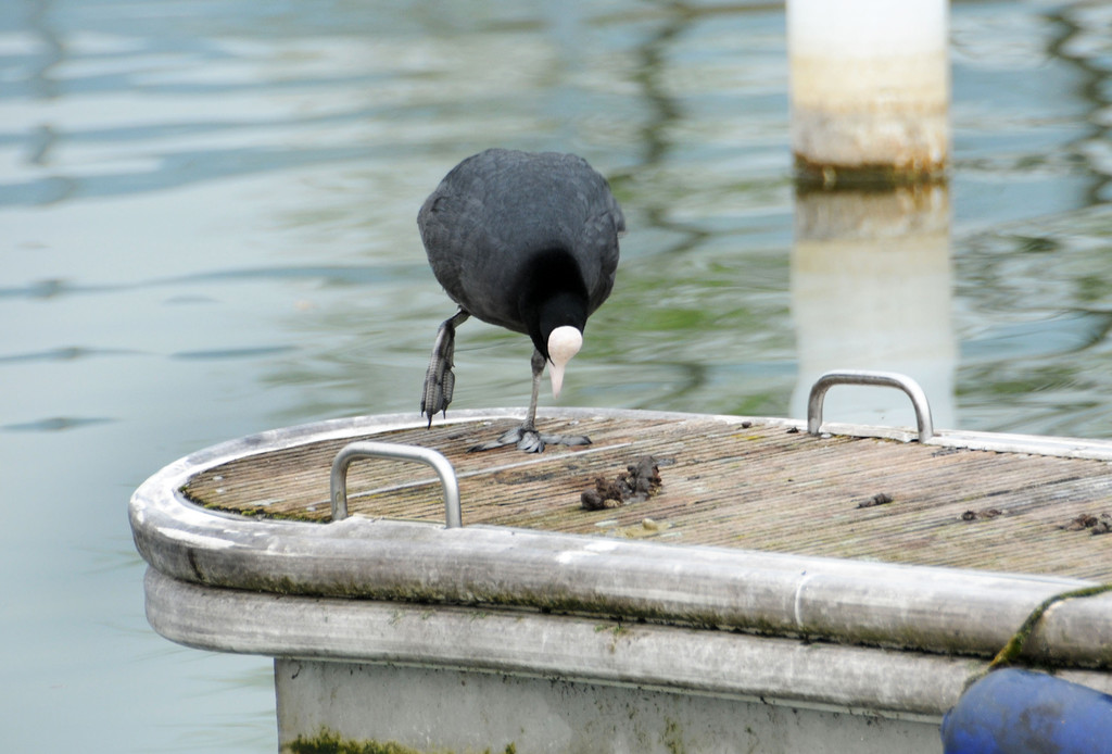 Fischerinsel Ho__chst 05-04-2014 31.jpg