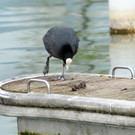 Fischerinsel Ho__chst 05-04-2014 31.jpg