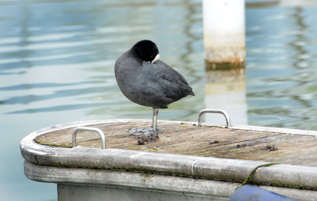 Fischerinsel Ho__chst 05-04-2014 37.jpg