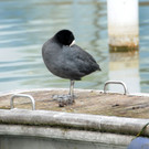 Fischerinsel Ho__chst 05-04-2014 37.jpg