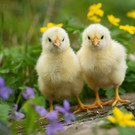 Ostern im Tiergarten Schönbrunn: Osterfest und Osterwerkstatt