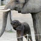 Frühling 2014 im Tiergarten Schönbrunn: Tiere genießen die Sonne