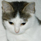 Sunny: Kleines Katzenmädchen hätte so gern einen guten Platz