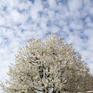 Kirschenbl__te Fraxern 2014 _87_.jpg