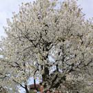 Kirschenbl__te Fraxern 2014 _9_.jpg