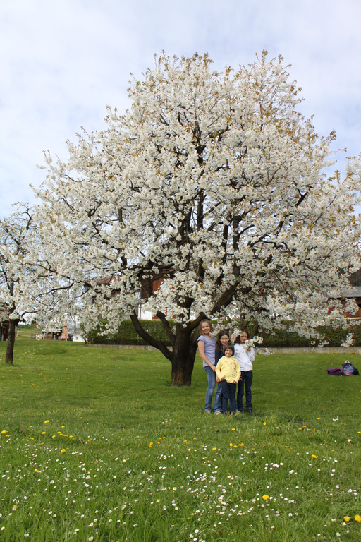 Kirschenbl__te Fraxern 2014 _10_.jpg