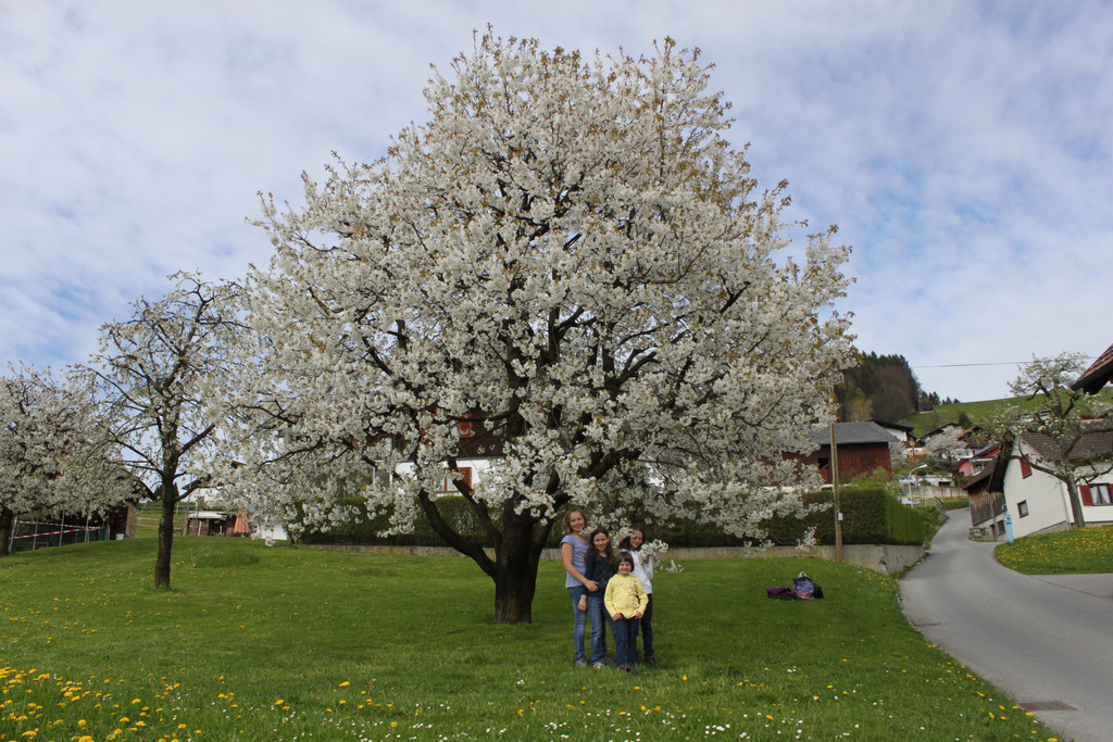 Kirschenbl__te Fraxern 2014 _11_.jpg