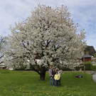 Kirschenbl__te Fraxern 2014 _11_.jpg