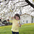Kirschenbl__te Fraxern 2014 _3_.jpg