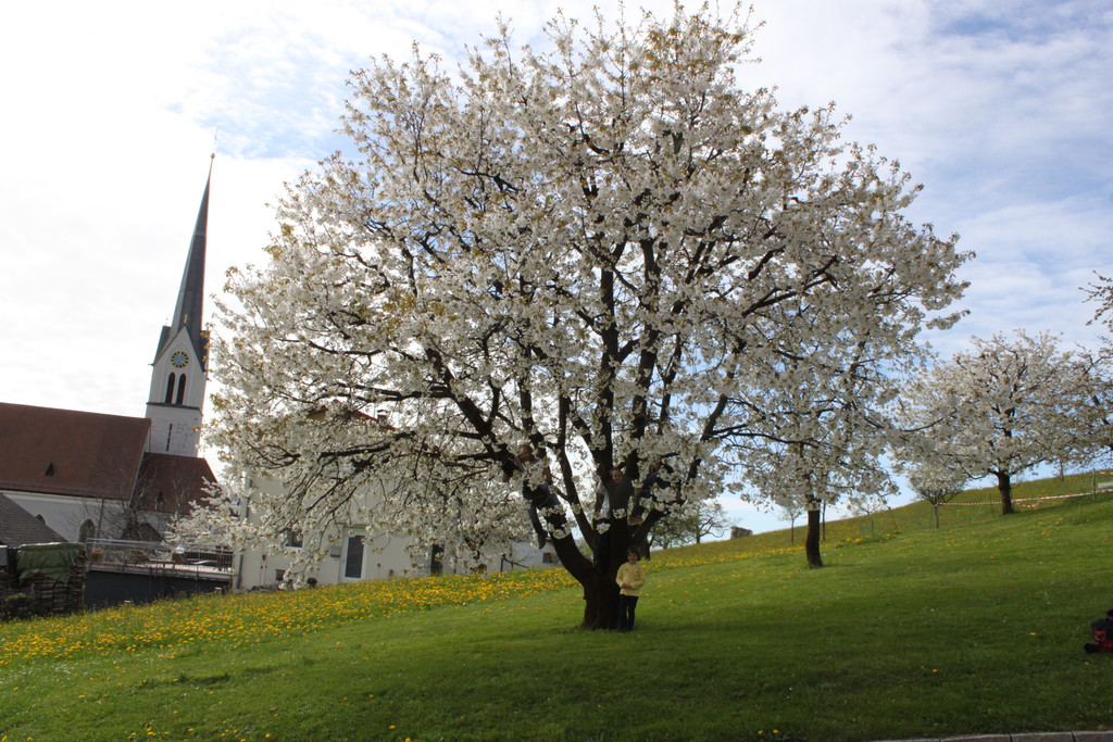 Kirschenbl__te Fraxern 2014 _34_.jpg