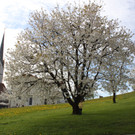 Kirschenbl__te Fraxern 2014 _34_.jpg