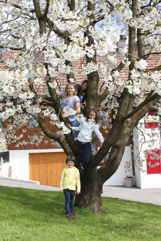 Kirschenbl__te Fraxern 2014 _43_.jpg
